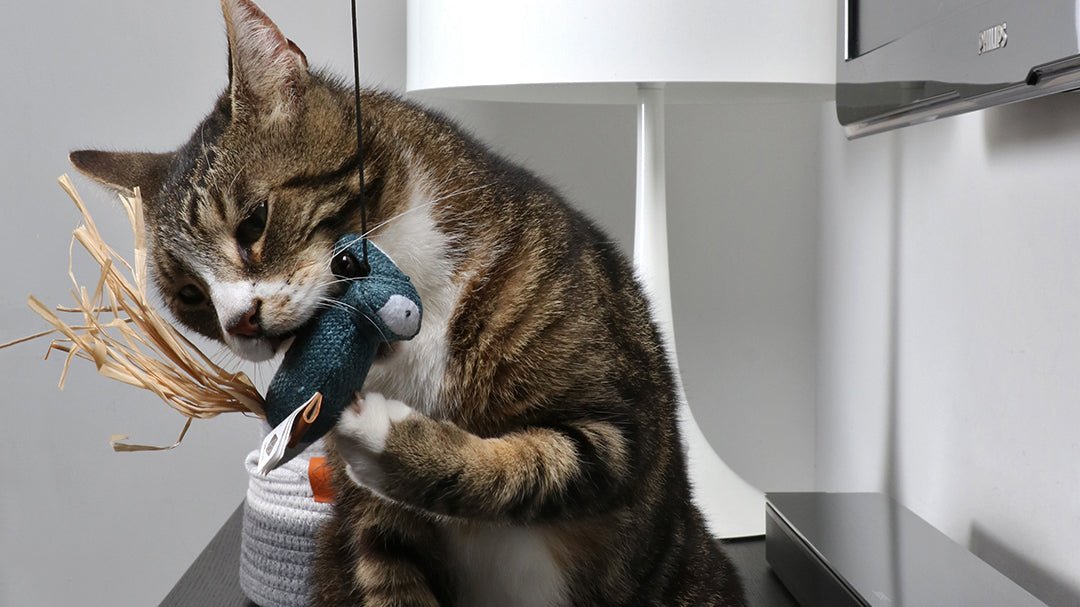Hoe speel ik met mijn kat? - Design for pets