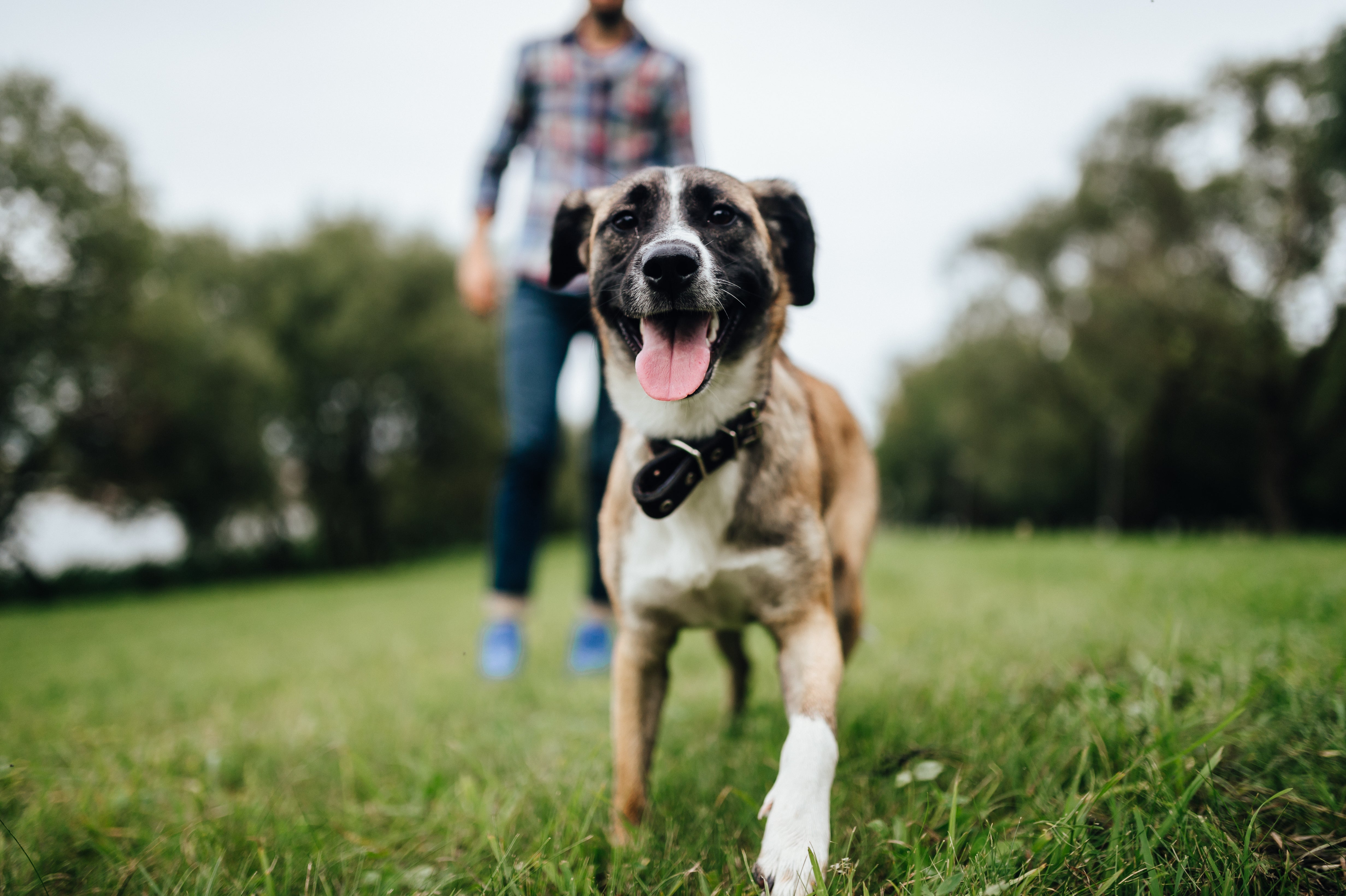 Wat maakt honden zo speciaal? Liefde! - Design for pets