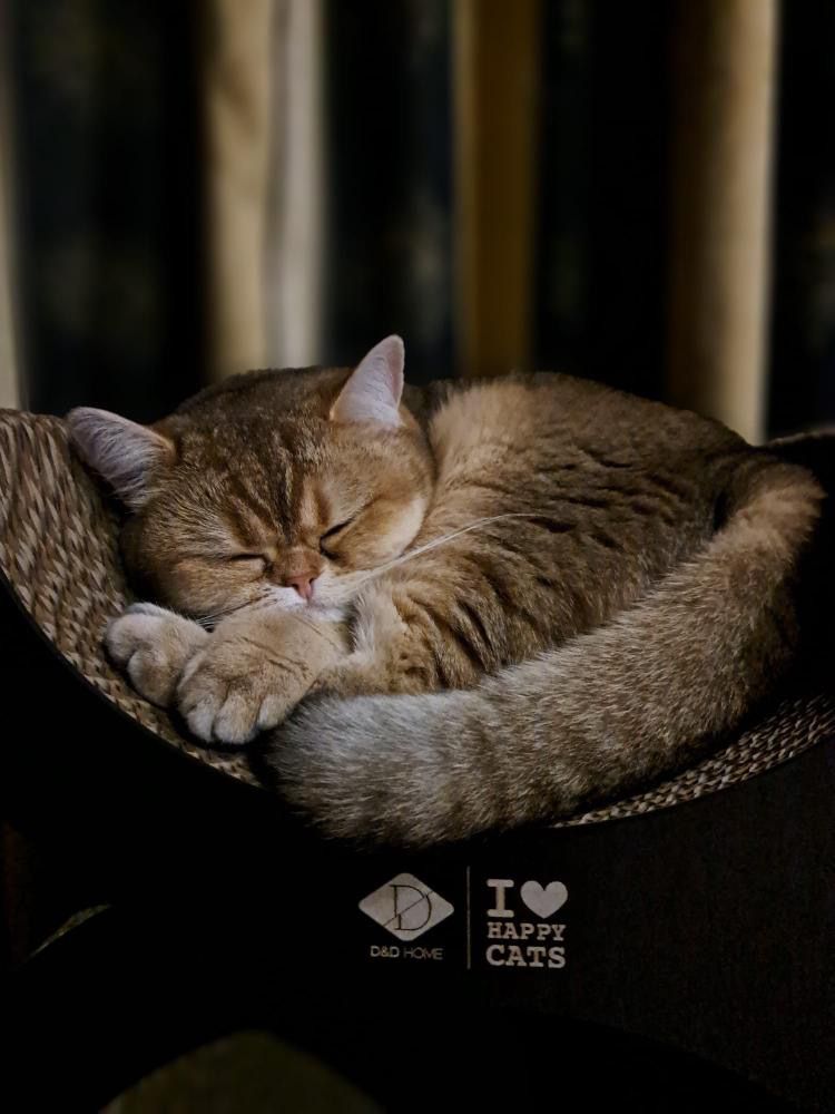 FAYE - Krablounge Krabplanken D&D Home - I LOVE Happy Cats