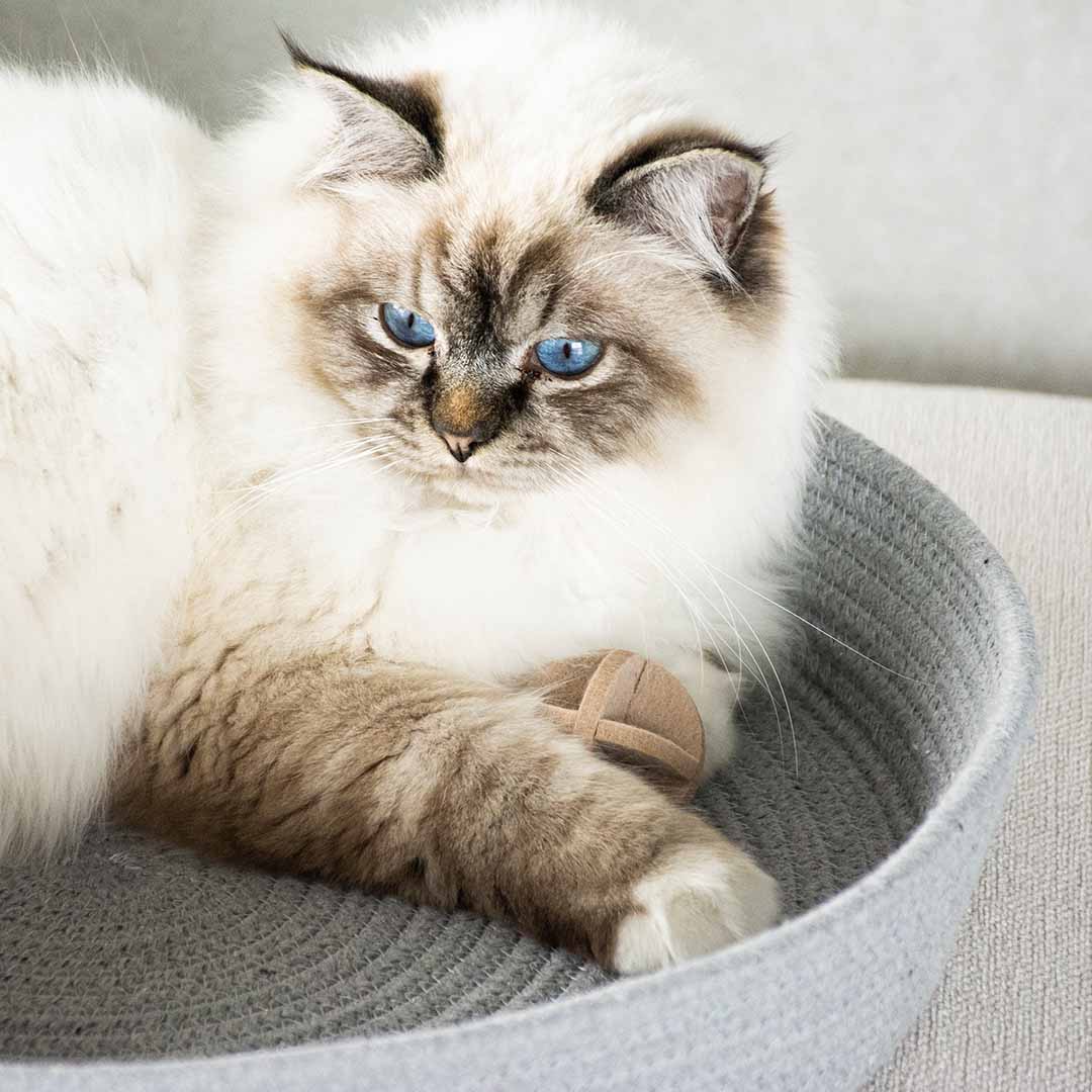 Jess kattenmand Kattenmanden D&D Home - I LOVE Happy Cats