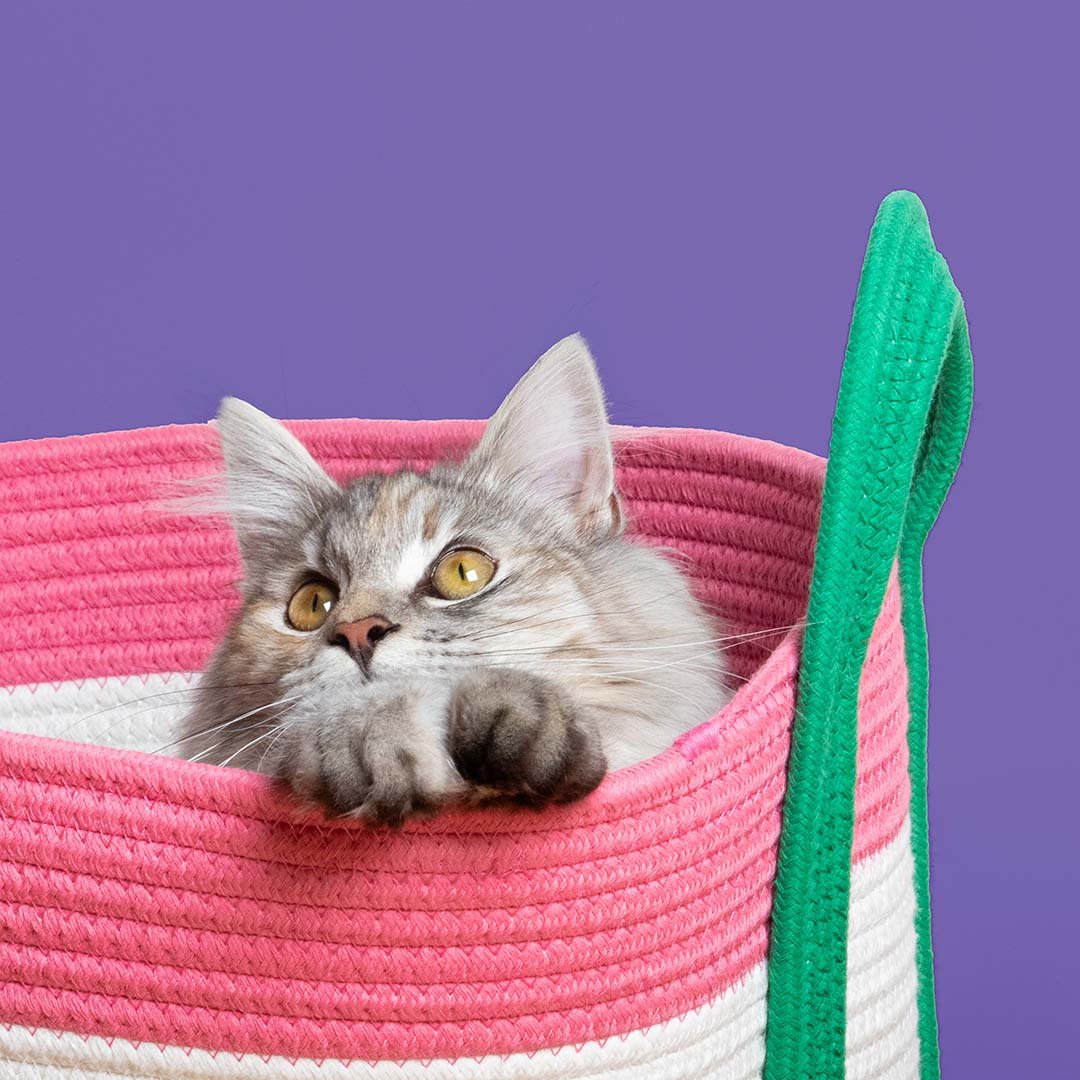 Kattenmand Binge Kattenmanden Coockoo