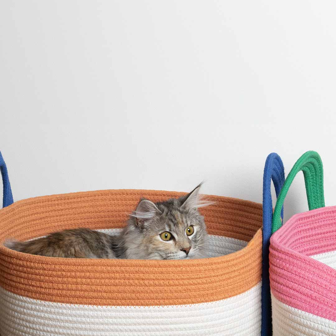 Kattenmand Binge Kattenmanden Coockoo