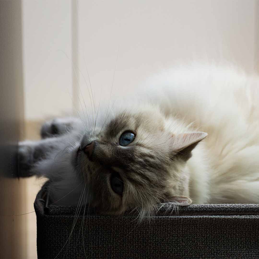 ODILLIA - multifunctionele hangmat Kattenmanden D&D Home - I LOVE Happy Cats