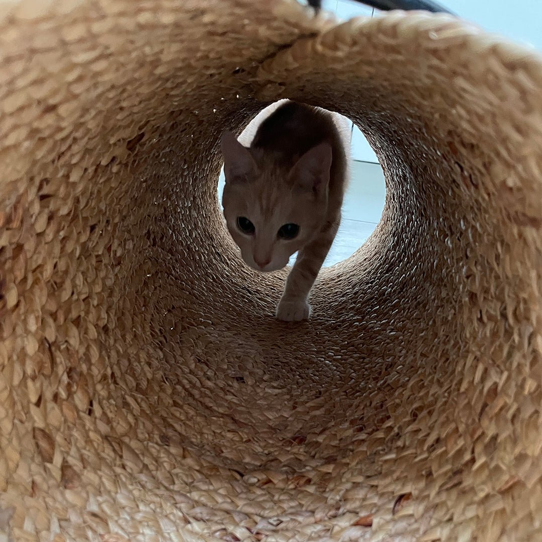 Reina katten speeltunnel Tunnel Design for pets