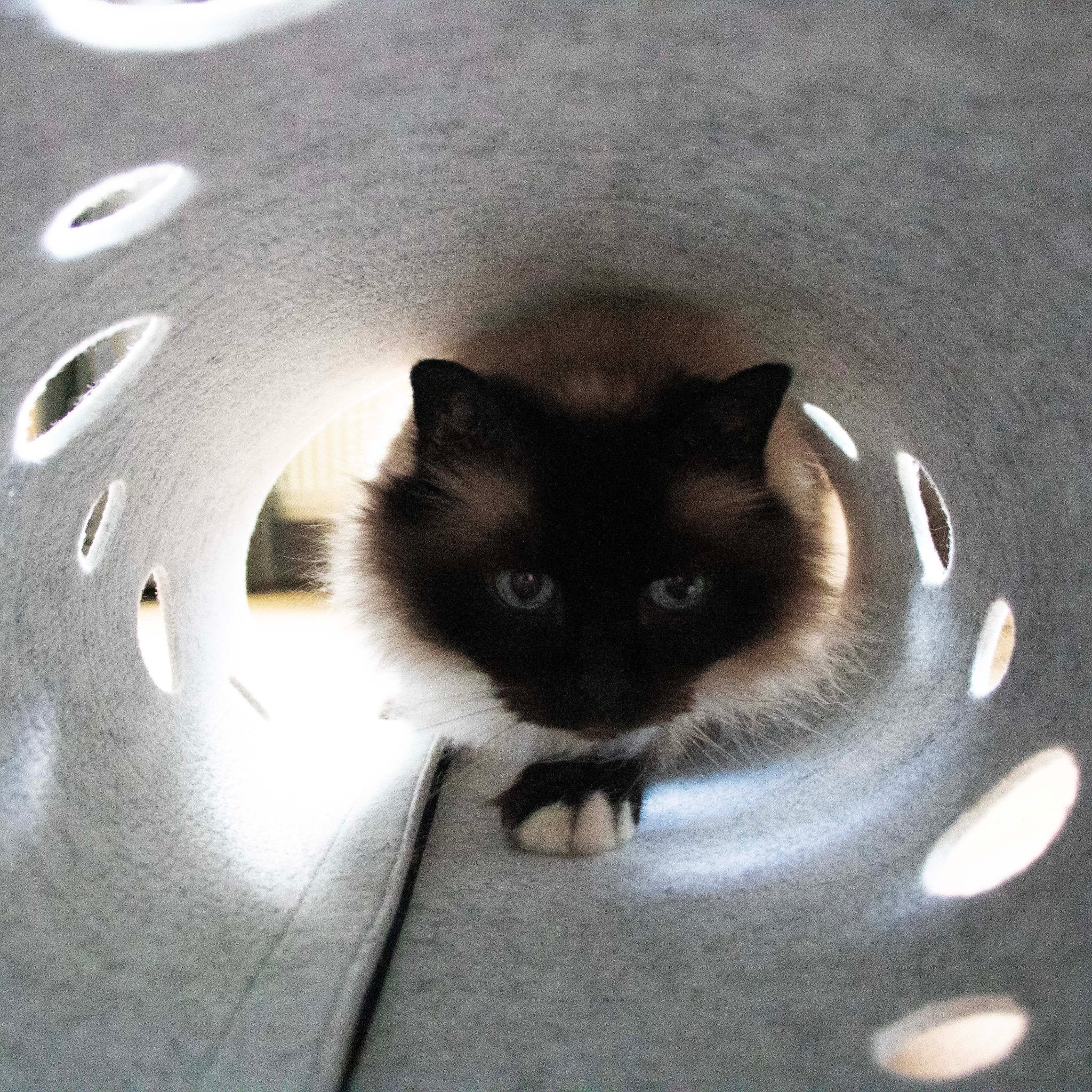 Speeltunnel LANA Tunnel D&D Home - I LOVE Happy Cats