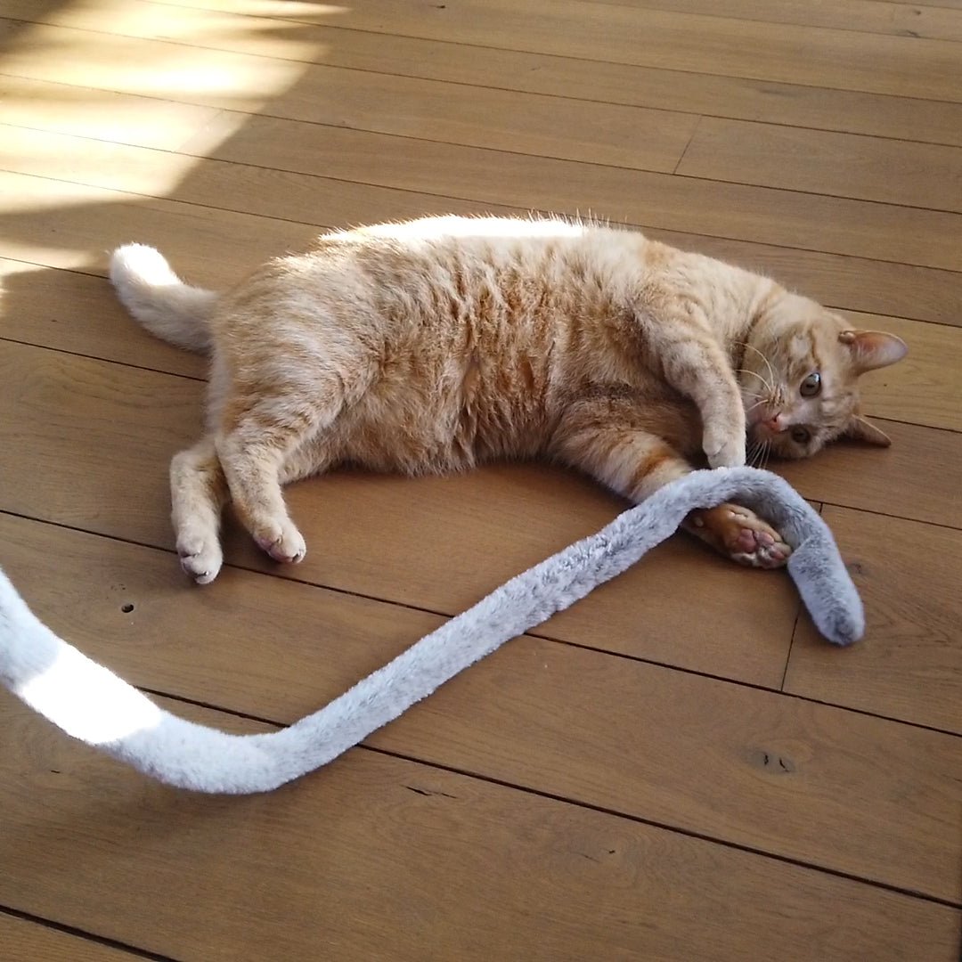 Lovi kattenhengel Kattenspeelgoed D&D Home