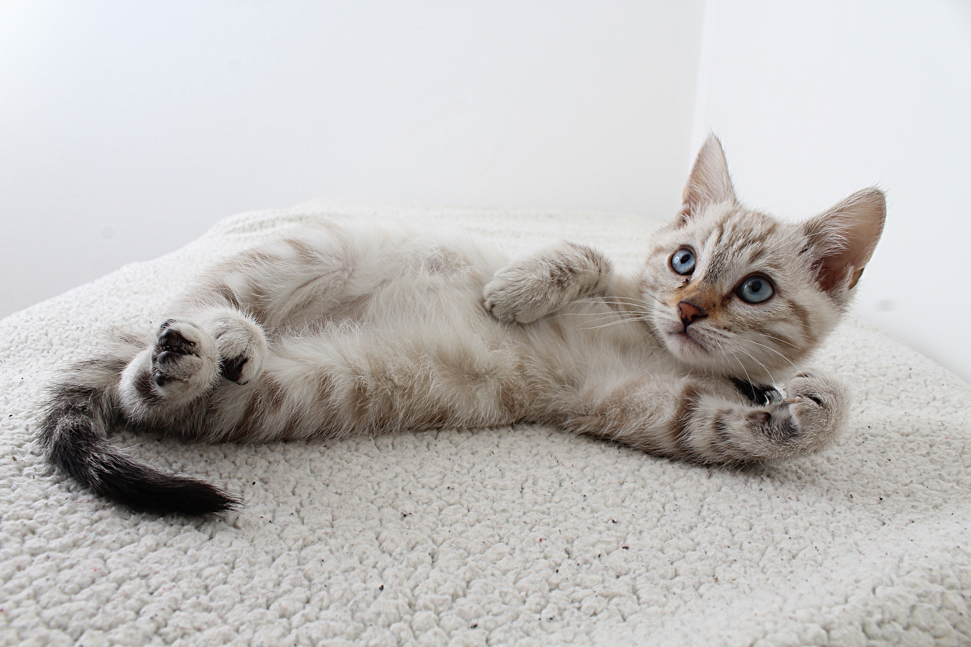 4 manieren waarop jouw kat zijn liefde uit  - Design for pets