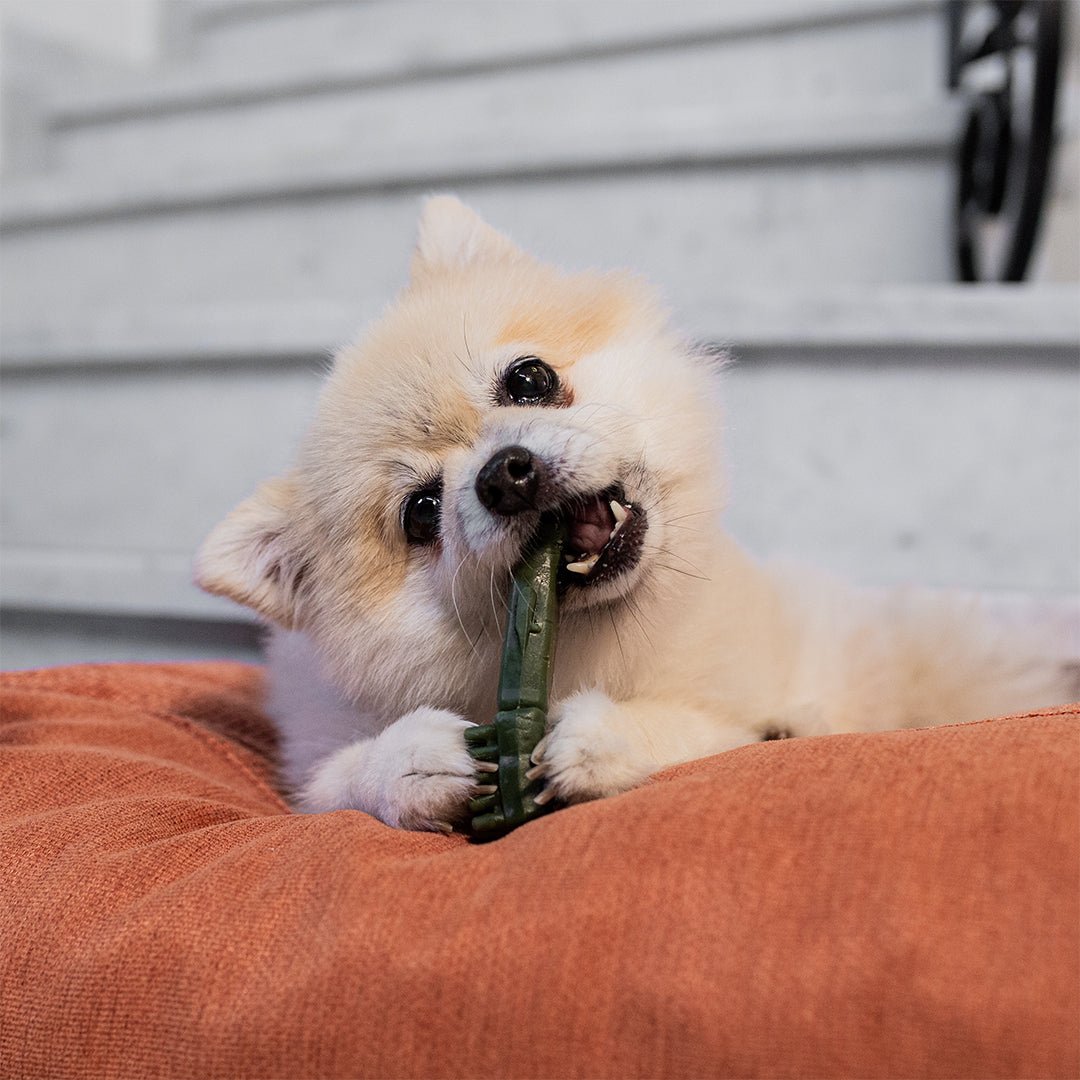 Tips voor het herkennen en voorkomen van gebitsproblemen bij je hond of kat. - Design for pets