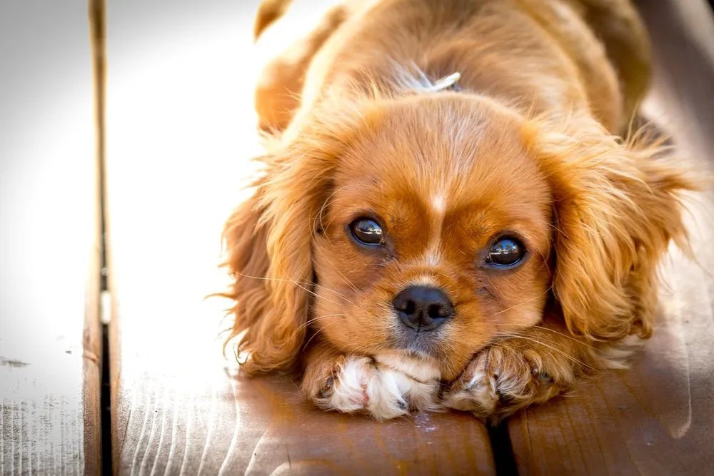 Waarom staart mijn hond mij aan? - Design for pets