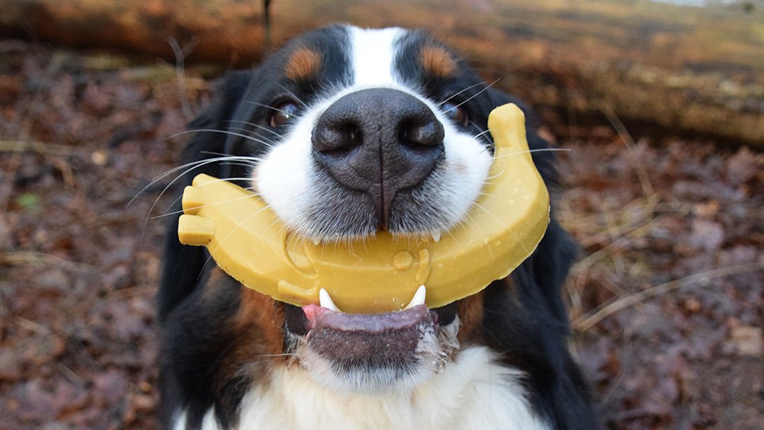 Zo kan je zien of je hond écht gelukkig is. - Design for pets