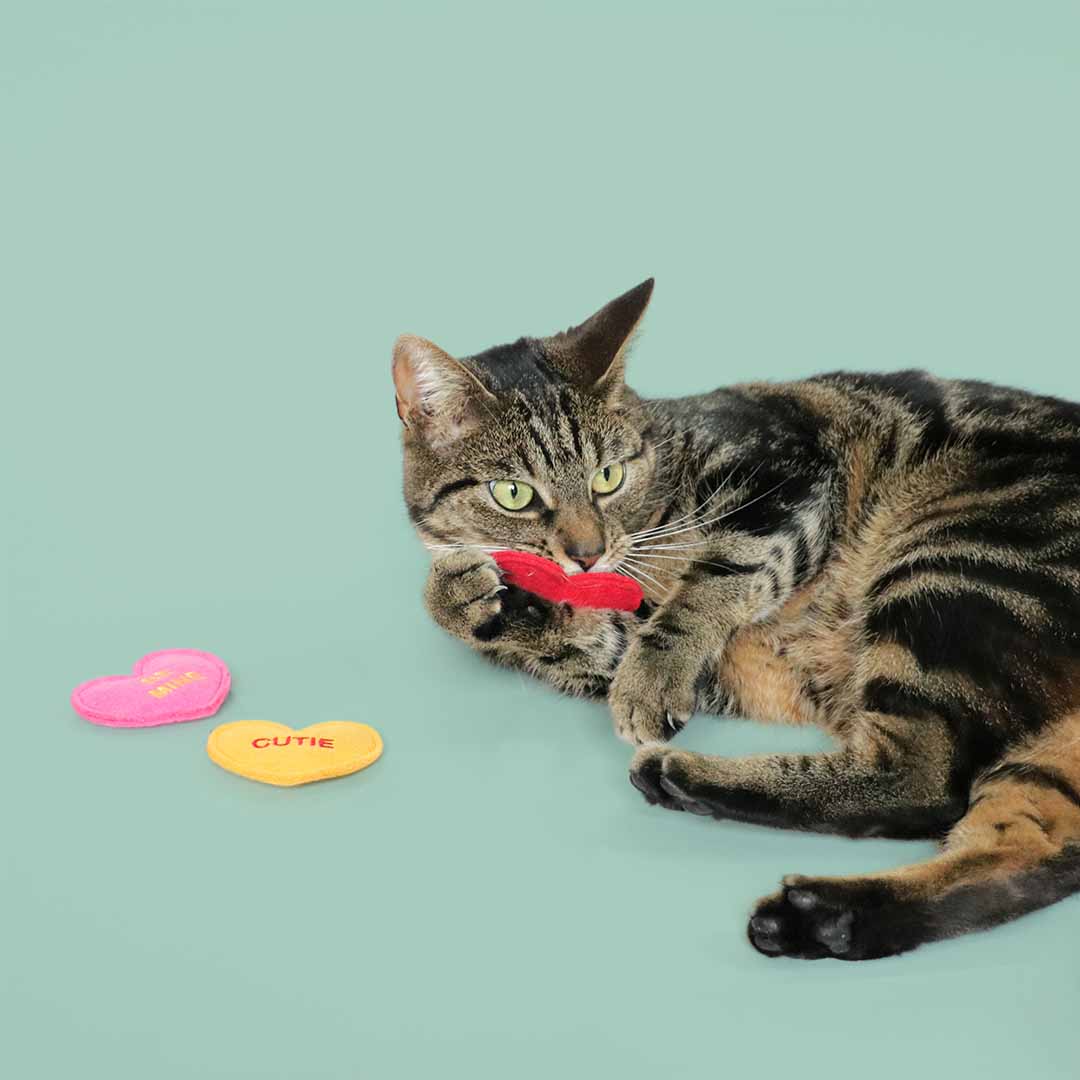 International Cat Day: FREE GIFT