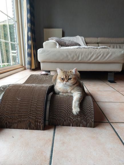 ARCHIE - Krabplanken Krabplanken D&D Home - I LOVE Happy Cats