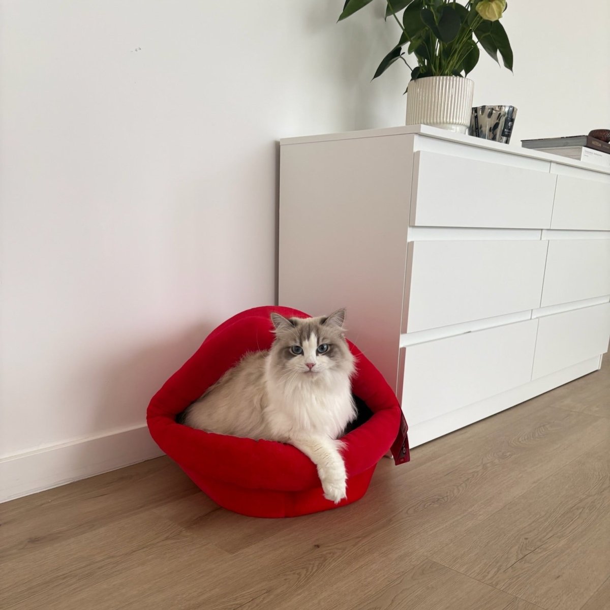 Kattenhuisje Meow mond Kattenhuisjes Coockoo
