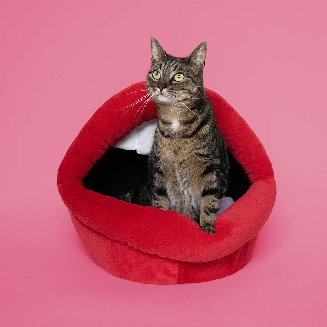 Kattenhuisje Meow mond Kattenhuisjes Coockoo