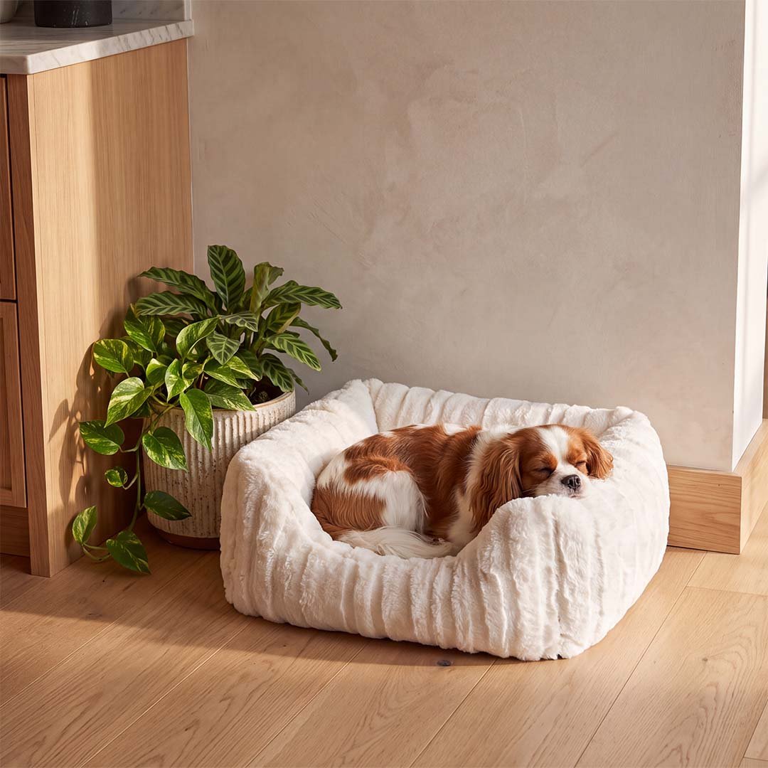 Mand Velvet bark Hondenmanden duvoplus