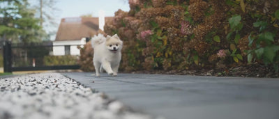 Design for pets home video