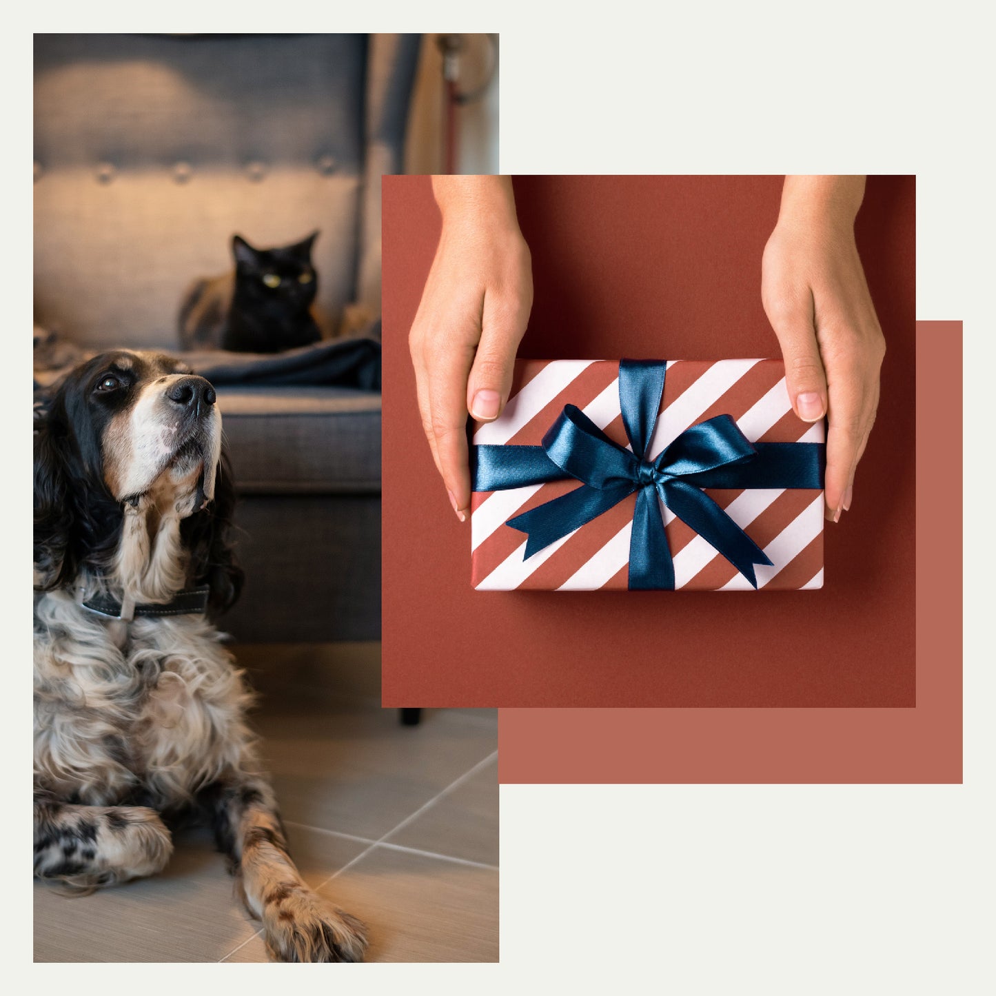 Chèque cadeau de Design for pets 