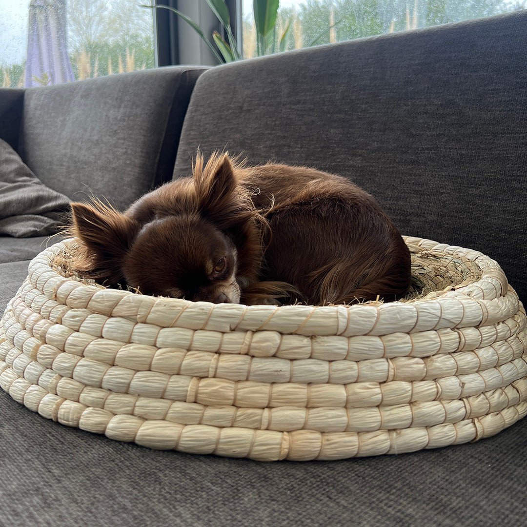 Siesta mand Kattenmanden Siesta