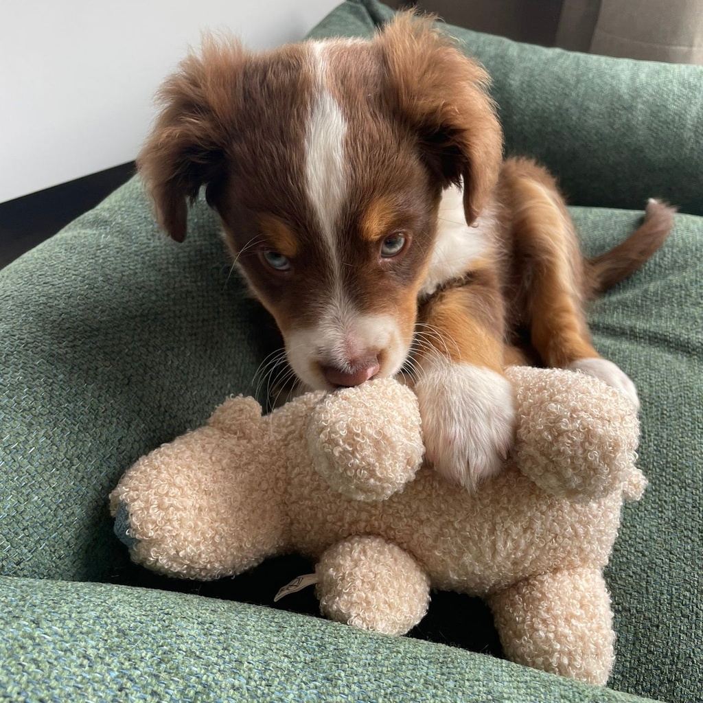 Banjo teddy hondenspeeltje