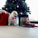 Cadeauset Hond