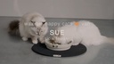 SUE - Slow feeder stip