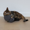 Cat kicking cushion Molly