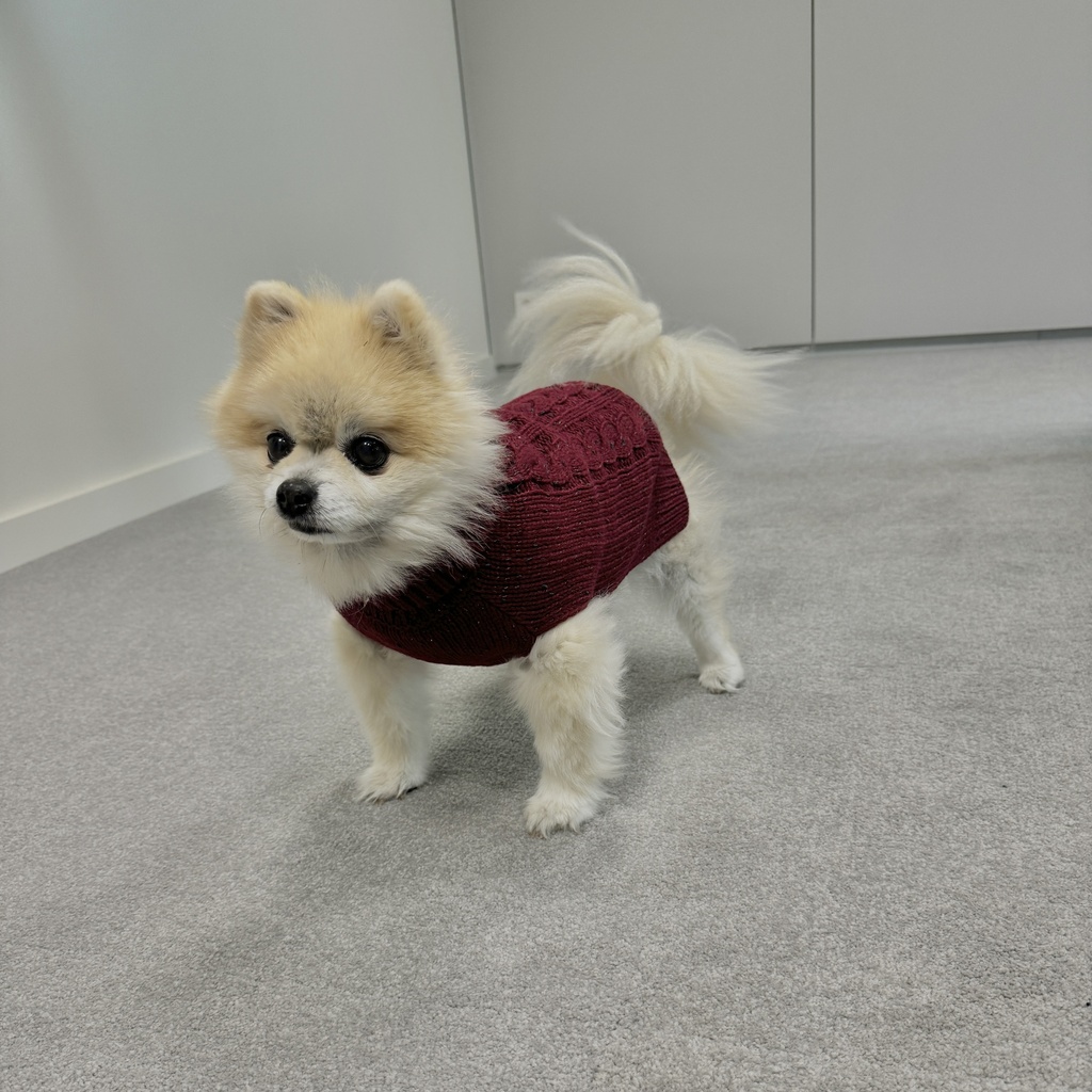 Hund Pullover Cozy